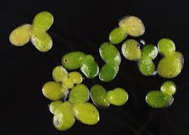 Image result for Lemna