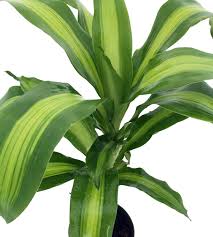 Known by different names like cornstalk dracaena, striped dracaena, and compact dracaena, it is scientifically called dracaena. Dracaena Creme Green Corn Plant Easy To Grow House Plant Indoor 6 Pot Trees Patio Lawn Garden Infinitodigital Com Br