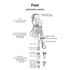 Foot Ossification Centers Gray S Illustrations Radiology Case Radiopaedia Org Последние твиты от radiopaedia.org (@radiopaedia). foot ossification centers gray s