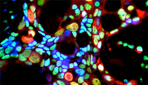 Periodontics & Oral Medicine