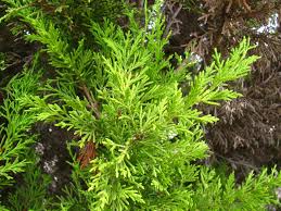 Image result for Cupressus macrocarpa