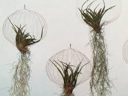 tillandsia airplant als kwal plants air plants succulents diy
