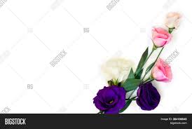 Flower names by color hayley's wedding tips 101. Bouquet Violet White Image Photo Free Trial Bigstock