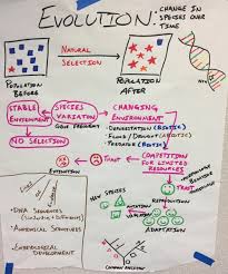 Hs Natural Selection And Evolution Anchor Charts The