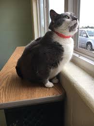 The ionia county animal care and control department serves the citizens of ionia county. Adopt A C On Petfinder Animal Shelter Ionia County Short Hair Cats