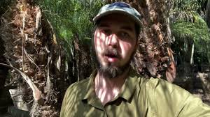 How Much Does a Palm Tree Cost? — Articles — Sea Crest Nursery