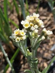 Image result for Gnaphalium unionis