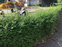 Image result for Thunbergia reticulata