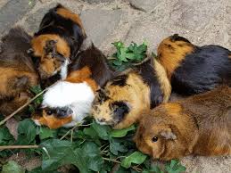Ausmalbilder meerschweinchen in der rubrik ausmalbilder meerschweinchen zum ausdrucken und ausmalen. Hausmeerschweinchen Wikipedia