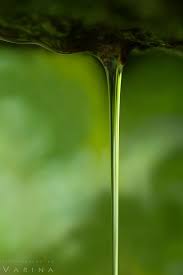 Nature Photography Blog Visual Wilderness Macro Photography Photography Subjects Macro Photography Subjects