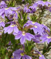 Image result for foto Vějířovka