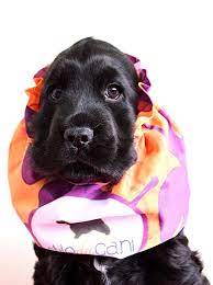 pin by macarena on mejores amigos cocker spaniel spaniel dogs