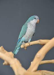 Maybe you would like to learn more about one of these? Baby Quaker Talking Parrots Birds4u
