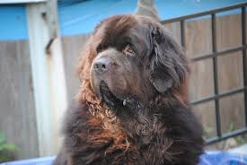The double coat requires regular brushing to maintain shine and fluffiness. Huge Fluffy Black And White Dog Novocom Top