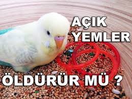 Iyi Kus Yemi Nasil Olmalidir Youtube