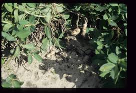 Image result for Arachis