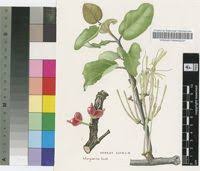 Image result for Erianthemum dregei