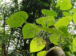 植物だって相当ヤバイ 恐怖の殺人植物 植物theworld