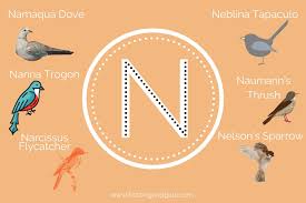 233 Birds That Start With N [Complete List]