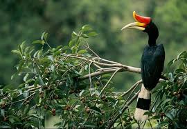 For instance, there are plants and animals that we eat. Rhinoceros Hornbill Borneo Indonesia Borneo Endangered Wildlife Animals