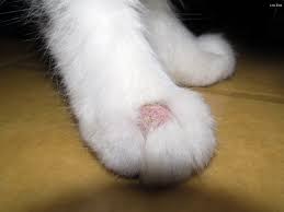 Disinfecting a surface with an approved fungicidal disinfectant (link to ringworm killers) can kill spores that cause ringworm. Ringworm In Cats Pethelpful