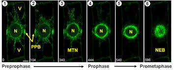 Maybe you would like to learn more about one of these? Preprophase Wikipedia