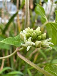 Image result for Cynanchum praecox