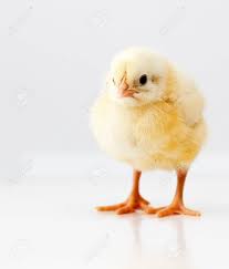 See cute chicken cartoon stock video clips. Cute Chicken Stock Photo Picture And Royalty Free Image Image 37275938