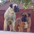 Boerboel Dog Breed Information and Pictures