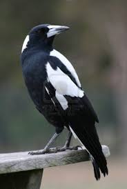 Australian Black Bird With White Wing Tips Australian Magpie Australian Birds Australian Native Animals Pet Birds