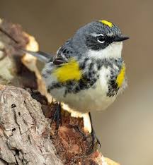 Bird With Yellow Stripe On Head 