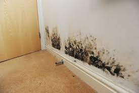 Mold toxicity can be a devious stealer of health. The Problems Deadly Mould And Damp Can Cause In Your Home And How To Prevent It North Wales Live