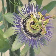 Image result for Passiflora caerulea
