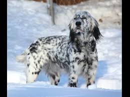 Keep in mind that english setters can easily overeat and become obese, so you'll need to monitor your dog's diet his entire life to make sure he. 60 Most Beautiful English Setter Dog Pictures And Photos