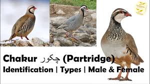 Chakor چکور Partridge Information Identification Types Male Fe Male Partridge Female