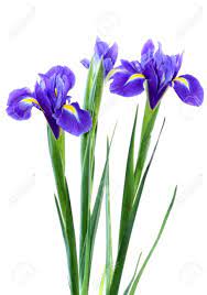 Pin On Beautiful Blue