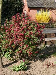 Blutjohannisbeere King Edward Vii Zierjohannisbeere King Edward Vii Ribes Sanguineum King Edward Vii Pflanzen Garten Garten Ideen