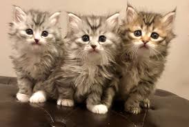 Browse manx kittens for sale & cats for adoption. Tunie S Siberians Minnesota S Foremost Home Of Traditional Siberian Forest Cats And Kittens