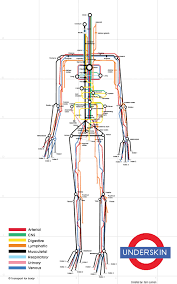 Welcome to innerbody.com, a free educational resource for learning about human anatomy and physiology. Human Body Subway Map Infographic Data Viz Project