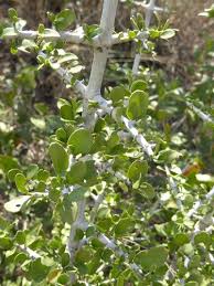 Image result for Pyrostria phyllanthoidea