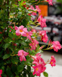 Pin On Flowers