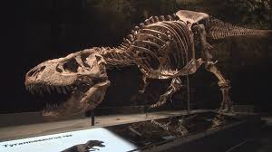 Naturalis Bestaat 200 Jaar Koning Willem Alexander Opent Jubileumviering Omroep West