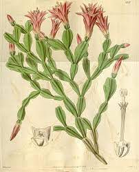 Succulent is sometimes used, but is inaccurate since cacti, cactaceae, are but a small branch family of the succulent genera. Schlumbergera Wikiwand