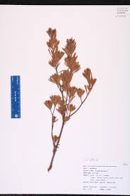 Image result for Surianaceae