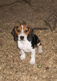 Lots of lemon beagles are born appearing to be almost completely white. Puppies Beagle Pets And Animals For Sale North Carolina