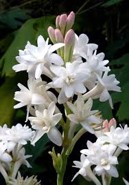 Image result for Polianthes tuberosa
