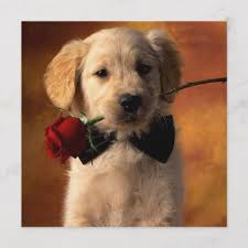 Before buying a puppy it is important to understand the associated costs of owning a dog. Golden Retriever Puppy Holding Red Rose Card Puppies Puppy Cute Dogs Giftideas Gifts Cutepu Retriever Puppy Dogs Golden Retriever Golden Retriever Puppy