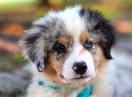 When Do Puppies Eyes Change Color Superb Dog