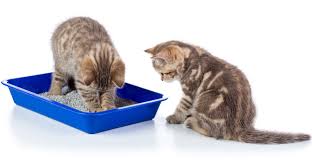 The answer we gave earlier was two (one cat + one, as per the formula). Can Cats Share A Litter Box
