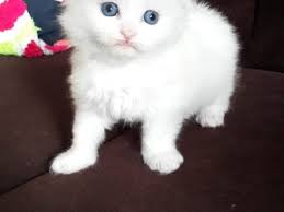 Satilik Kedi Ilanlari Ve Fiyatlari Kedi Sahiplendirme Ilanlari